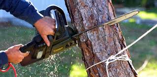 Reliable Lake Barrington, IL Tree Removal Services Solutions